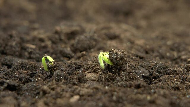 Time-lapse shot of two shoots growing from the soil. All things are rejuvenated.