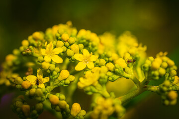 マクロ撮影したオミナエシの花と蟻