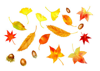 A set of autumn leaves and acorns painted in watercolor (Jpeg)