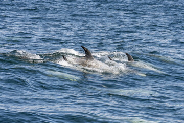 Fototapeta premium Risso's Dolphin swimming through the waves in Monterey Bay California