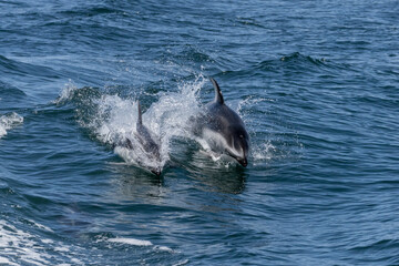 Fototapeta premium Northern Right Whale Dolphins gliding through the waves in Monterey Bay