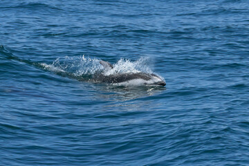 Naklejka premium Northern Right Whale Dolphins gliding through the waves in Monterey Bay