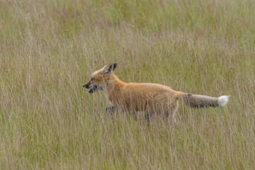 Red fox babies on San Juan Island