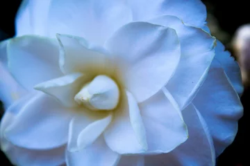 Fotobehang white rose © Luana