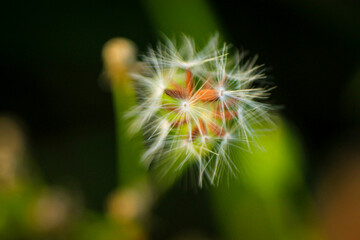 close up of dandelion flower