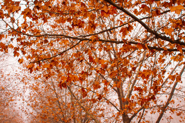 autumn leaves background