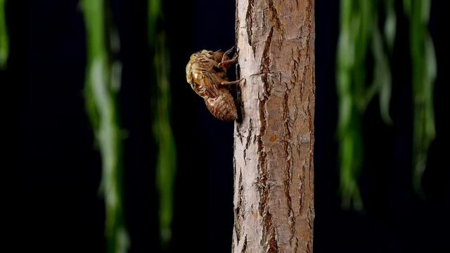 Close-up the process of a cicada moulting on a tree trunk