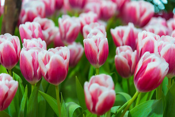 A clearing of pink tulip flowers against a background of yellow and white tulips Pink tulips in garden Thailand