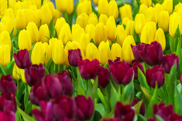 Tulip flower and yellow color is blooming in the new season
