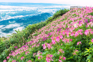 Obraz premium Beautiful flower and fog on the view of mountains, winter landscape