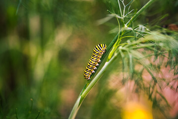 A close up of a swallowtail caterpillar with a blurred background.
