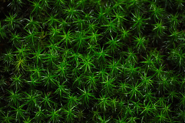 セイタカスギゴケ