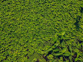 Azolla filiculoides is a species of Azolla, native to warm temperate and tropical regions of the Americas as well as most of the old world including Asia and Australia.