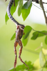 snake eating frog