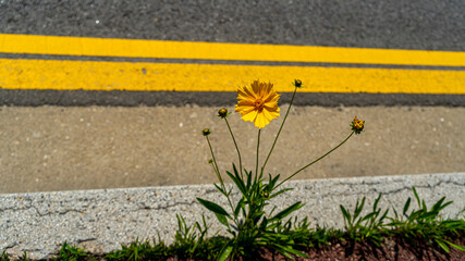 yellow flowers on the road