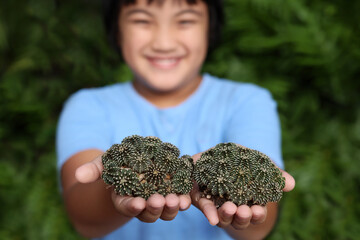 Close-Up Of Boy Holding Potted Cactus Gymnocalycium Mihanovichii LB2178  Green color Nature Background with copy space. selective focus on foreground.