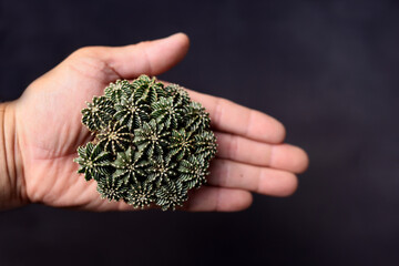 Close-Up Of hand Holding Potted Cactus Gymnocalycium Mihanovichii LB2178 background black color .cactus farm in greenhouse selective focus forground with copy space.