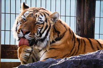 リラックスしたアムールタイガー　広島県福山市立動物園