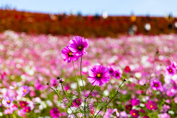 Fototapeta premium 花
