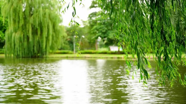 As the gentle breeze blows by, the willow branches by the river move lightly, like elegant dancers.