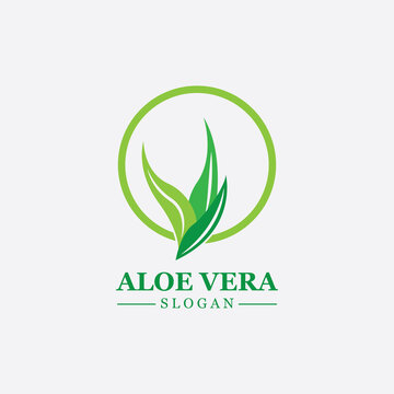 Green plant aloe vera logo vector icon symbol many benefits