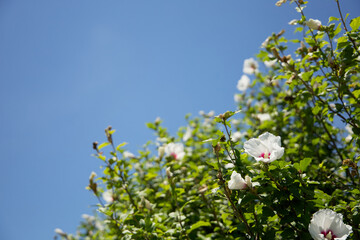 Mugunghwa, a Korean chrysanthemum in summer with blue skies in the background
