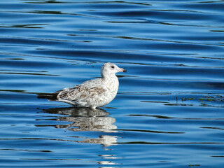 Seagull on the Water: Ring-billed gull bird stands in the shallow water with waves seen in the water

