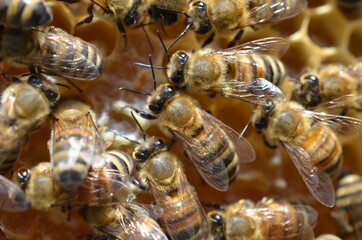 close up of bees in a bee hive