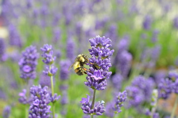 bee on a lavender