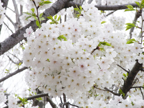 SAKURA_Exif_JPEG_PICTURE