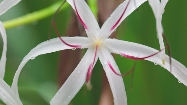 Rain droplets on crinum lily flower