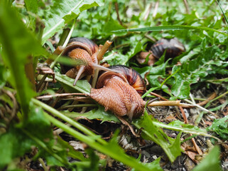 snail on a leaf © Анна Винник