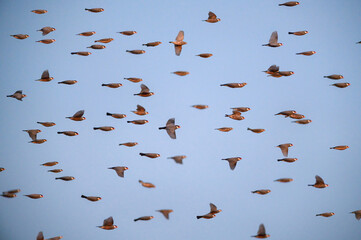  flock of birds flying ,Java sparrow, Java finch