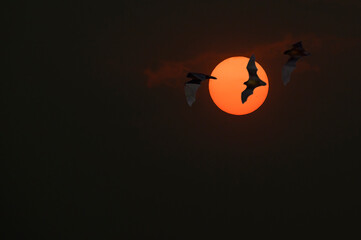 Bats flying in full moon night