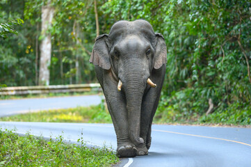 Obraz premium A male Asian wild elephant with huge tusks is walking on the road