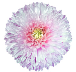 Purple chrysanthemum.  Flower on black  isolated background with clipping path.  For design.  Closeup.  Nature.