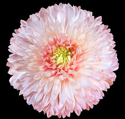 Light red  chrysanthemum.  Flower on black  isolated background with clipping path.  For design.  Closeup.  Nature.