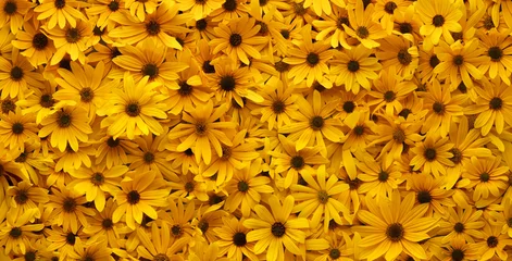 Fototapeten Wall of bright yellow flowers background. © Leigh Prather