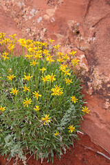 goldeneye wildflowers in southwestern desert
