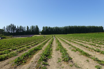 Fototapeta na wymiar Graysmarsh Berry Farm grow lavender and a wide array of berries on the 1000 acre farm.