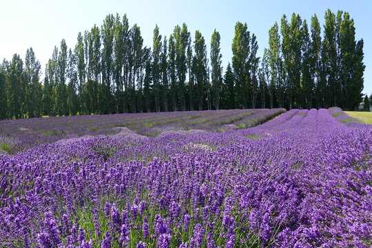Beautiful lavender field at Graysmarsh berry farm in Sequim, WA, USA.