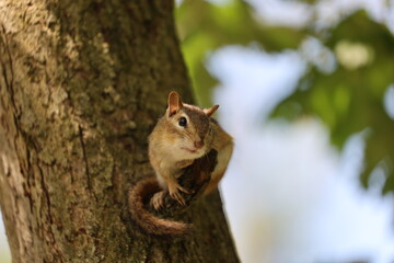 Obraz premium a cute chipmunk