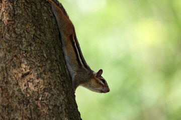 a cute chipmunk 