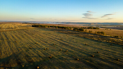 Agricultural field. Rolled hay pieces lie on a mown field in the fall. View from above.