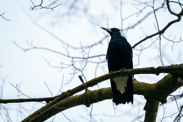 Magpie in tree at Ivanhoe Park