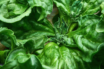 close up macro shot of crystal common ice plant in agriculture farm