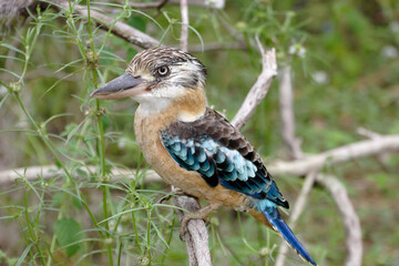 Blue-winged Kokaburra perched in tree