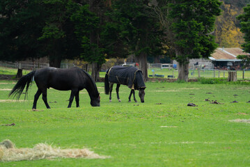 Horses grazing in front of kangaroos at Ivanhoe Park, Melbourne