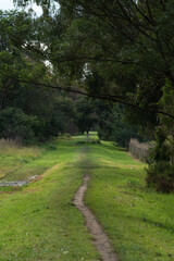 Path in the woods at Ivanhoe Park, Melbourne