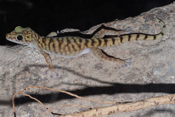 Australian Giant Cave Gecko on log